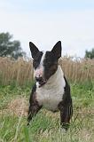 BULL TERRIER MINIATURE 041
